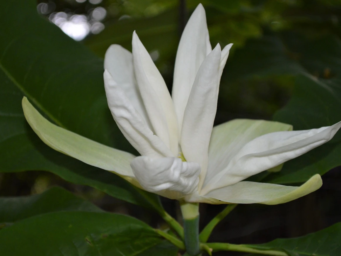 macrophylla